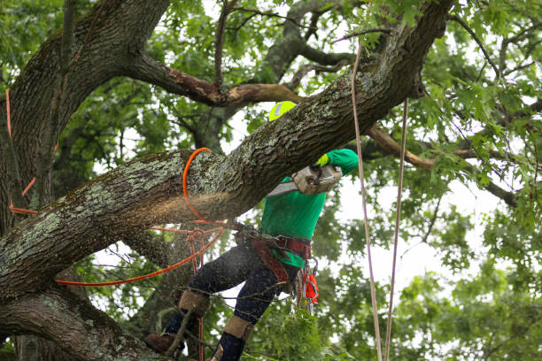 How Our Tree Care Process Works  in  Bryant, AR